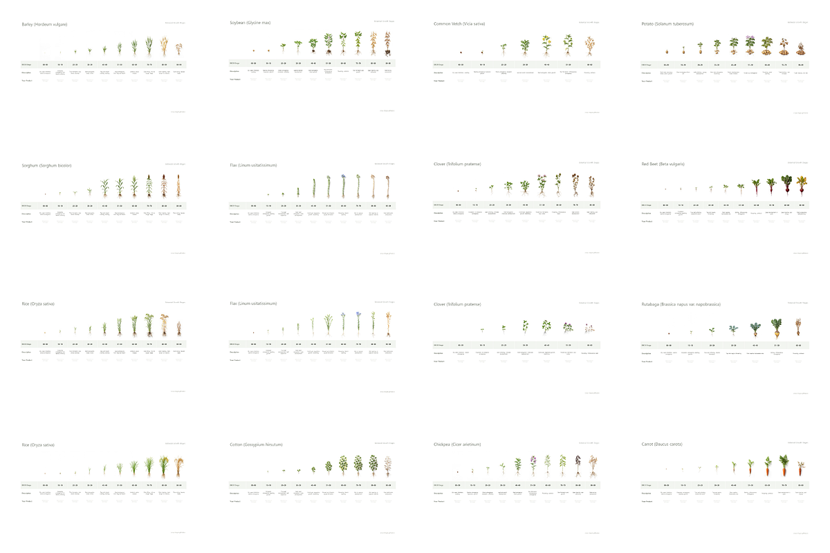 BBCH Growth Stages — 75+ Crops Set, a Presentation Template by Ilia Design (Photo 4 of 5)
