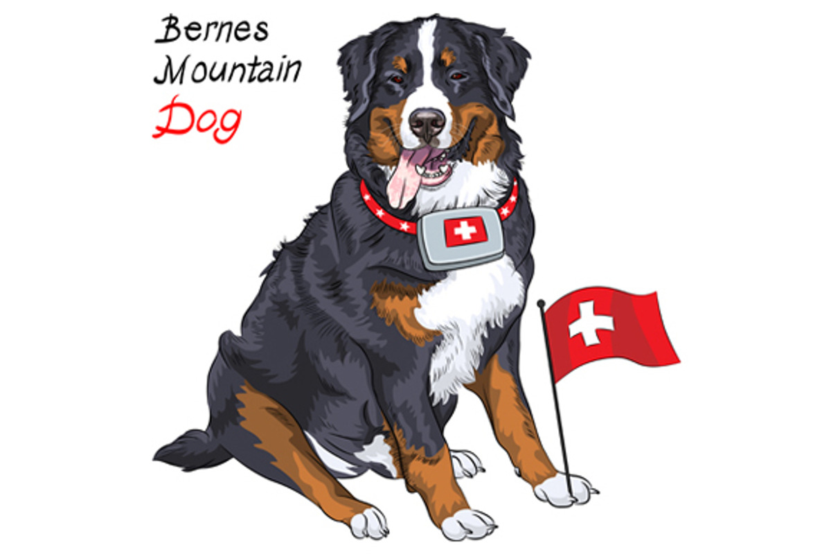 Bernese mountain dog, an Animal Illustration by kavalenkava