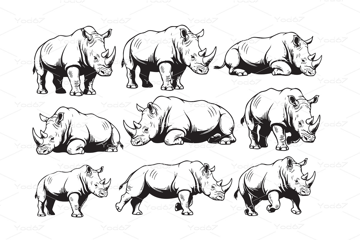 Vector illustrations of rhinos., an Animal Illustration by yod67