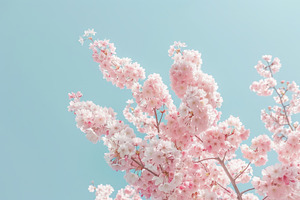 A pink flowered tree stands in full, a Photo by Iftikhar Alam