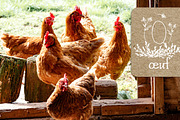 Poule Serif Rustic Font, a Serif Font by LABFcreations (Thumbnail 8 of 16)