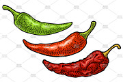 Branch chili plant Vintage engraving, a Food Illustration by MoreVector (Thumbnail 2 of 5)