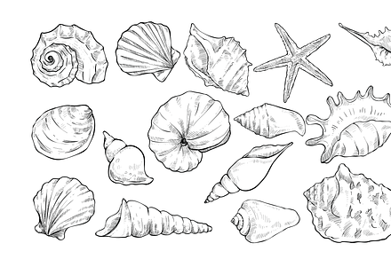 sea shell handdrawn collection, an Object Graphic by nikagraphic