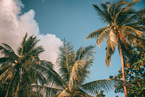 Coconut palm tree under blue sky featuring peace, retro, and beautiful