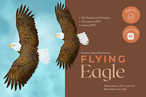 Flying Bald Eagle Illustration, an Animal Illustration by AMMi