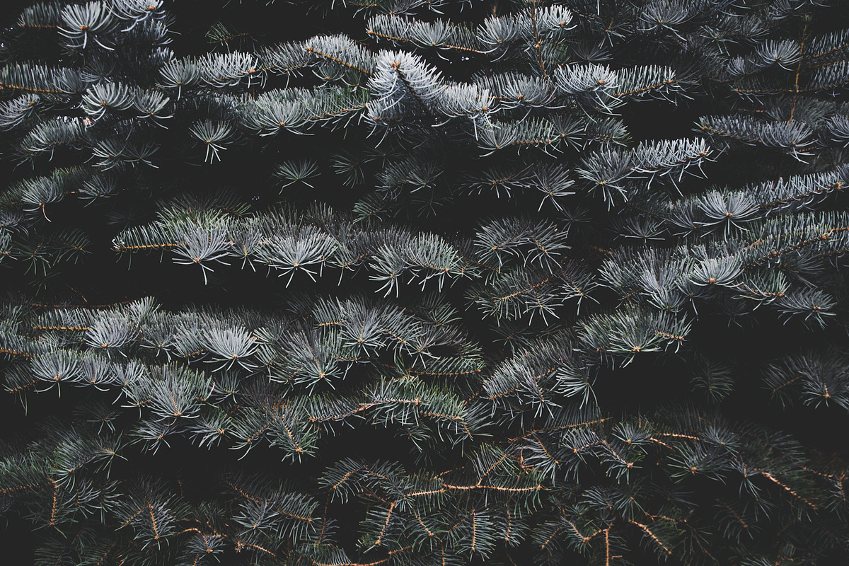 Dark green backgrounds, a Nature Photo by Alekseyliss (Photo 10 of 10)