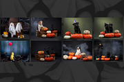 Trick or Treat Halloween Dog Photo, a Holiday Photo by Animalistica (Thumbnail 3 of 4)