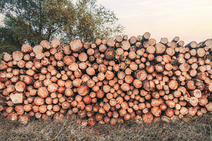Stacked cut timber logs outdoors, an Industrial Photo by SkyNext