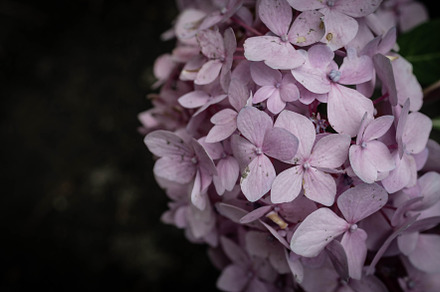 Pink speckled hydrangea featuring speckled, blackbackground, and flower