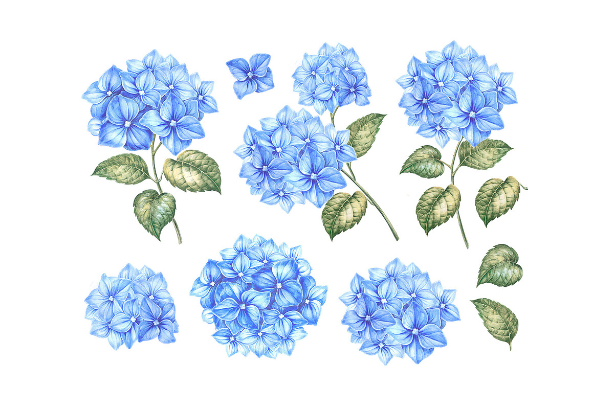 Watercolor Clipart Hydrangea flowers, a Decorative Illustration by Kotkoa (Photo 2 of 12)