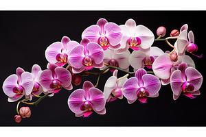 flower phalaenopsis flowers ai, a Nature Photo by pikepicture