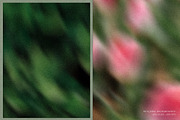 Drifting Blooms, a Background Graphic by Dina Mae (Thumbnail 2 of 12)