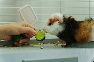 Guinea pig peeks out of its cozy, an Animal Photo by darksoul72