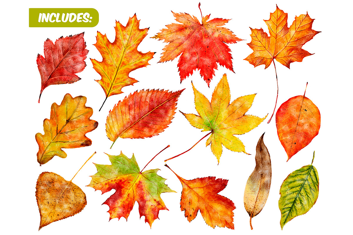 Watercolor autumn leaves clipart, a Seasonal Illustration by ArtfulStudio (Photo 2 of 7)