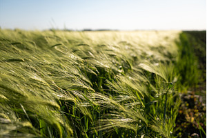 Closeup of barley ears swaying in, a Nature Photo by volodymyrshtun13795