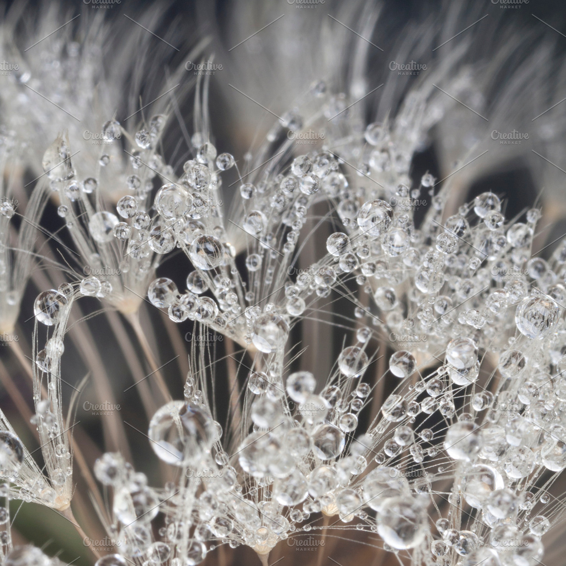 Dew Droplets Containing Water Droplets Morning Dew And Dandelion