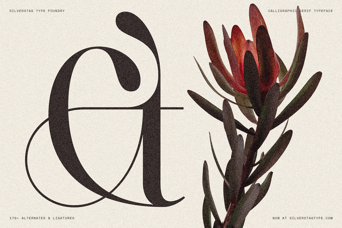 Netsera Calligraphic Serif Typeface, a Serif Font by SilverStag Type Foundry (Photo 9 of 30)