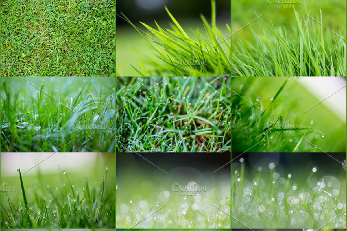 Feeling Green, a Templates & Theme by Feelings (Photo 2 of 5)