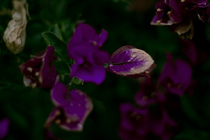 more purple leaves
