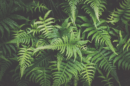 Wet Ferns in the Forest of Norway, a Background Photo by PhotoMarket