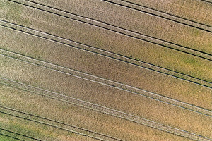 Wheat field in the Bas-Rhin department of France, a Nature Photo by Leonid Andronov