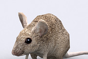 3DRT -Birds and critters - Mouse, an Animal 3D Model by 3DRT.com (Thumbnail 1 of 3)