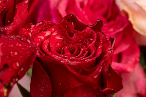 covered with drops of water, a group of red rose flowers for bouquets, a Photo by rsoollAI