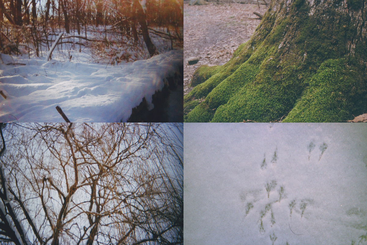 45 Nature Snapshots (Lomo LC-A), a Nature Photo by Studio Rho (Photo 7 of 11)