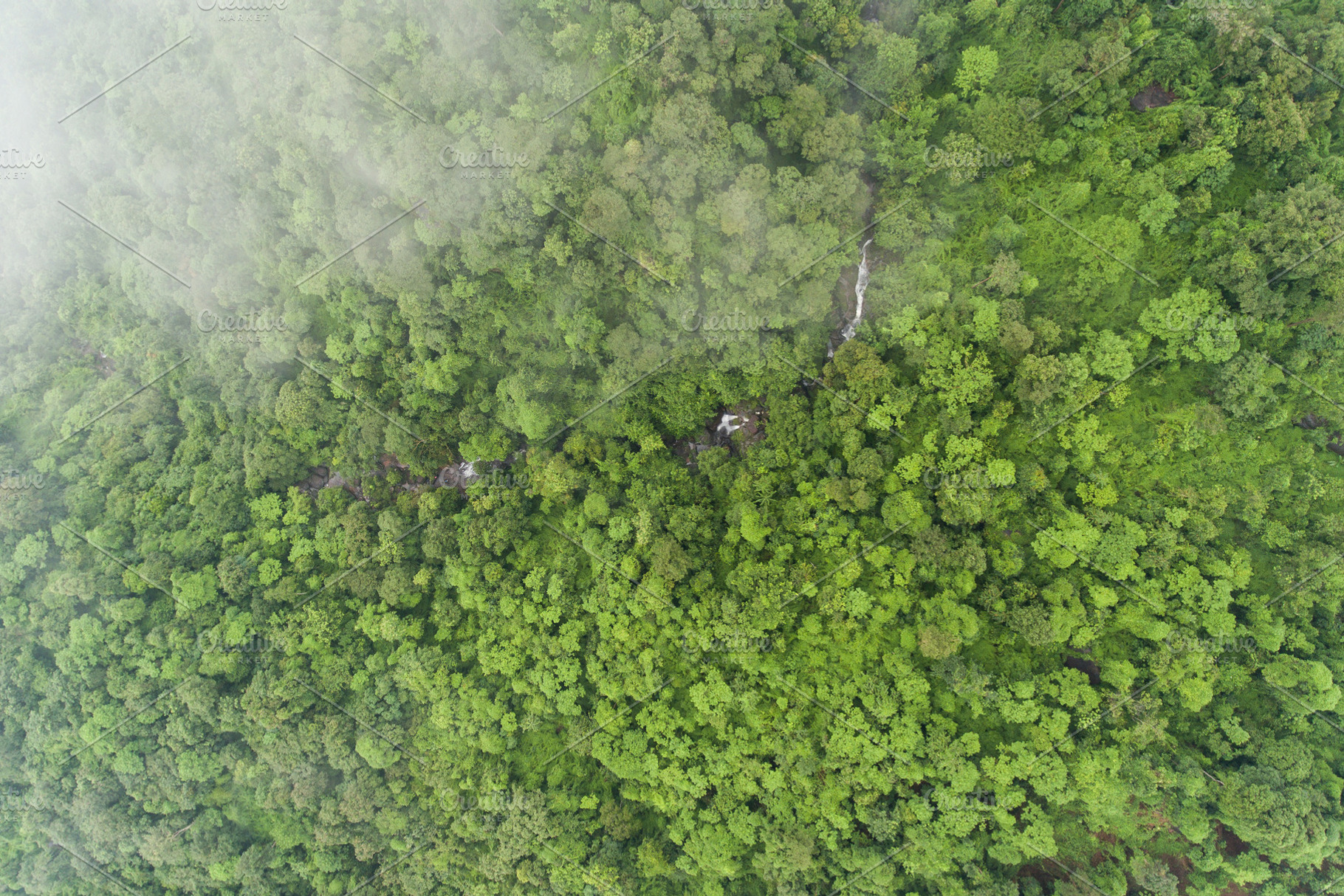 Aerial top view green forest featuring forest, green, and view, a Nature Photo by Love Silhouette