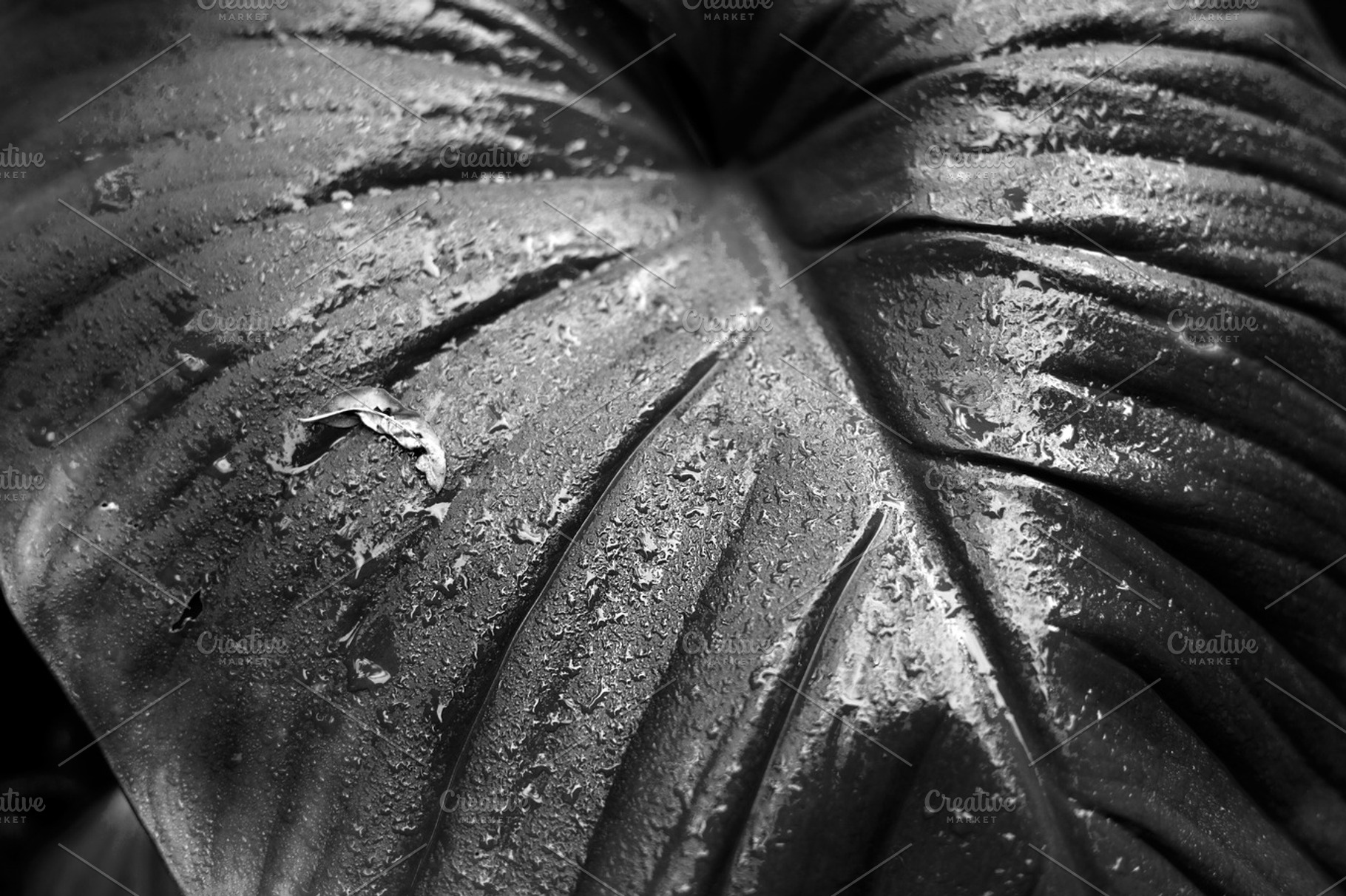 Leaves and water droplets., a Nature Photo by a454