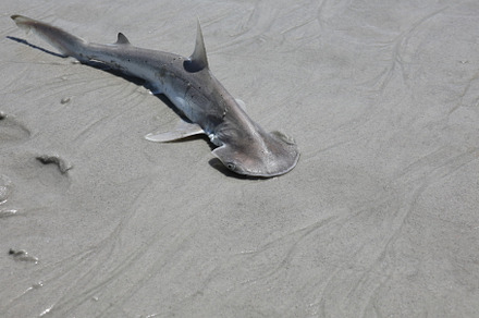 baby hammerhead shark, an Animal Photo by Viktor