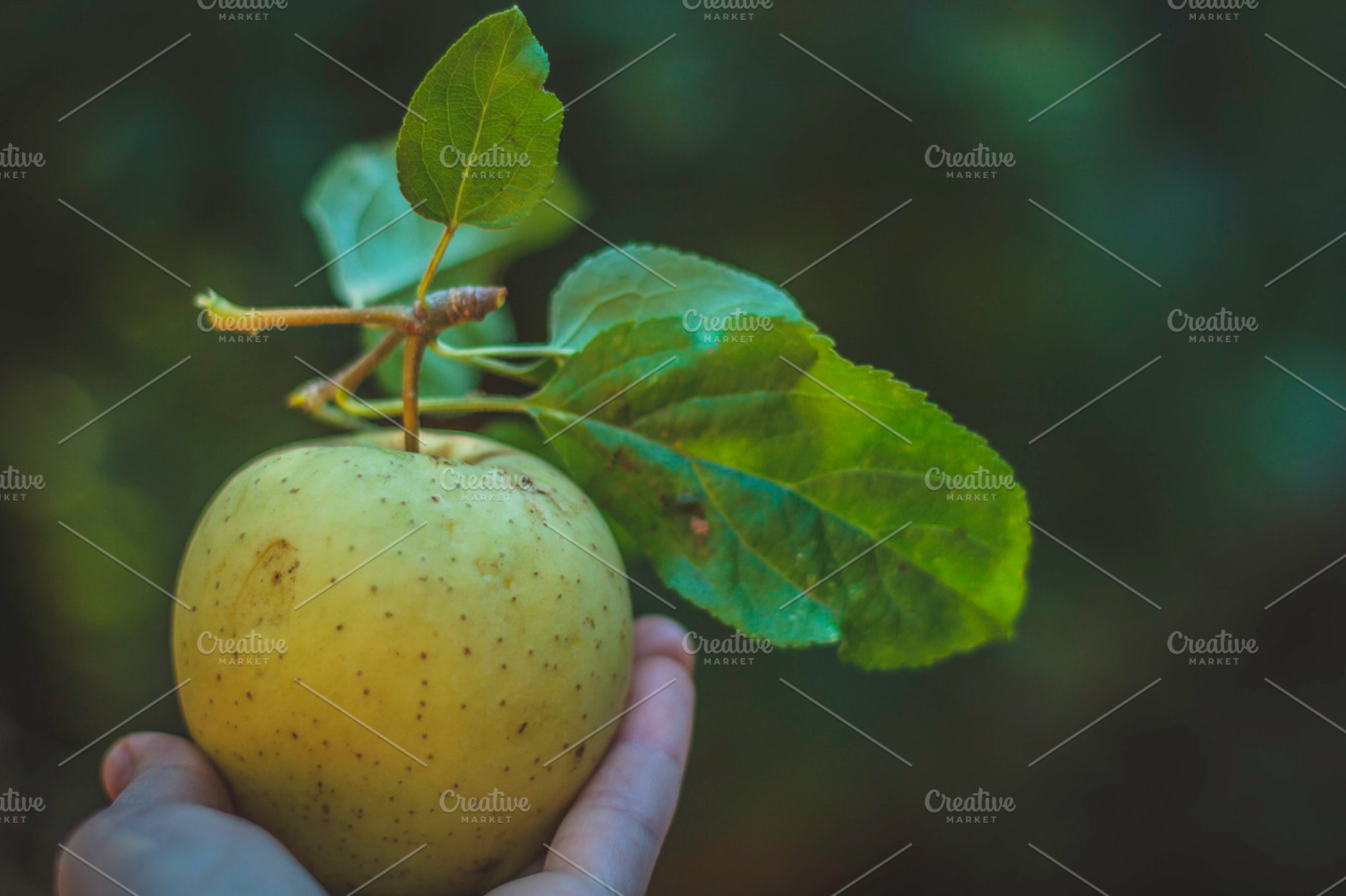 Freshly picked apple in my hand containing apple, apples, and fresh