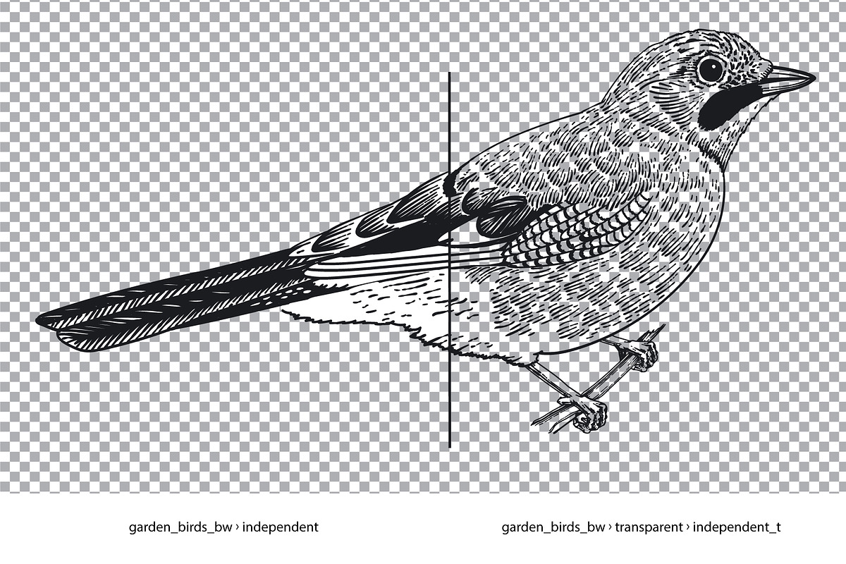 Garden Birds. Black & white, an Animal Illustration by olga.korneeva (Photo 6 of 7)