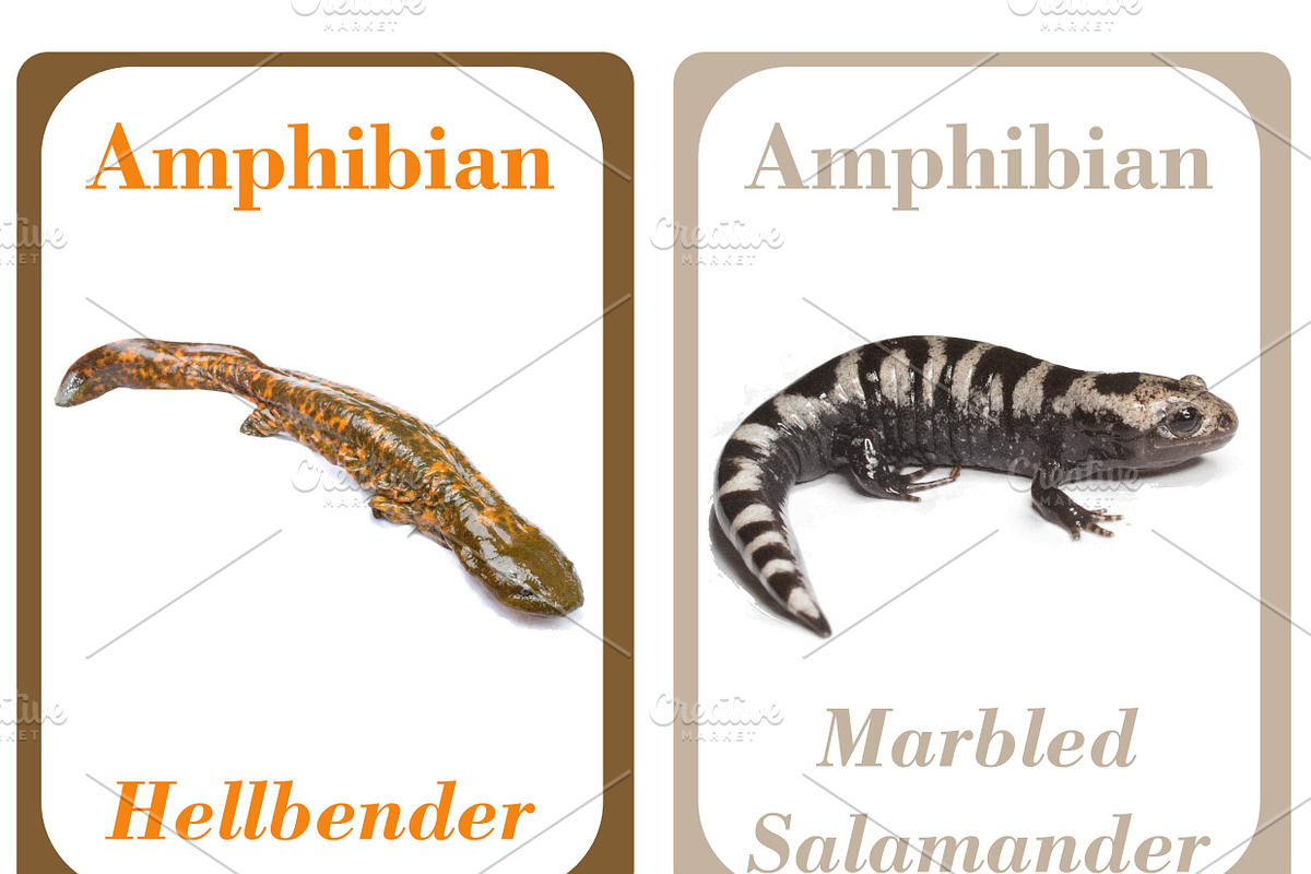 Amphibians Flash Cards For Kids preview 5