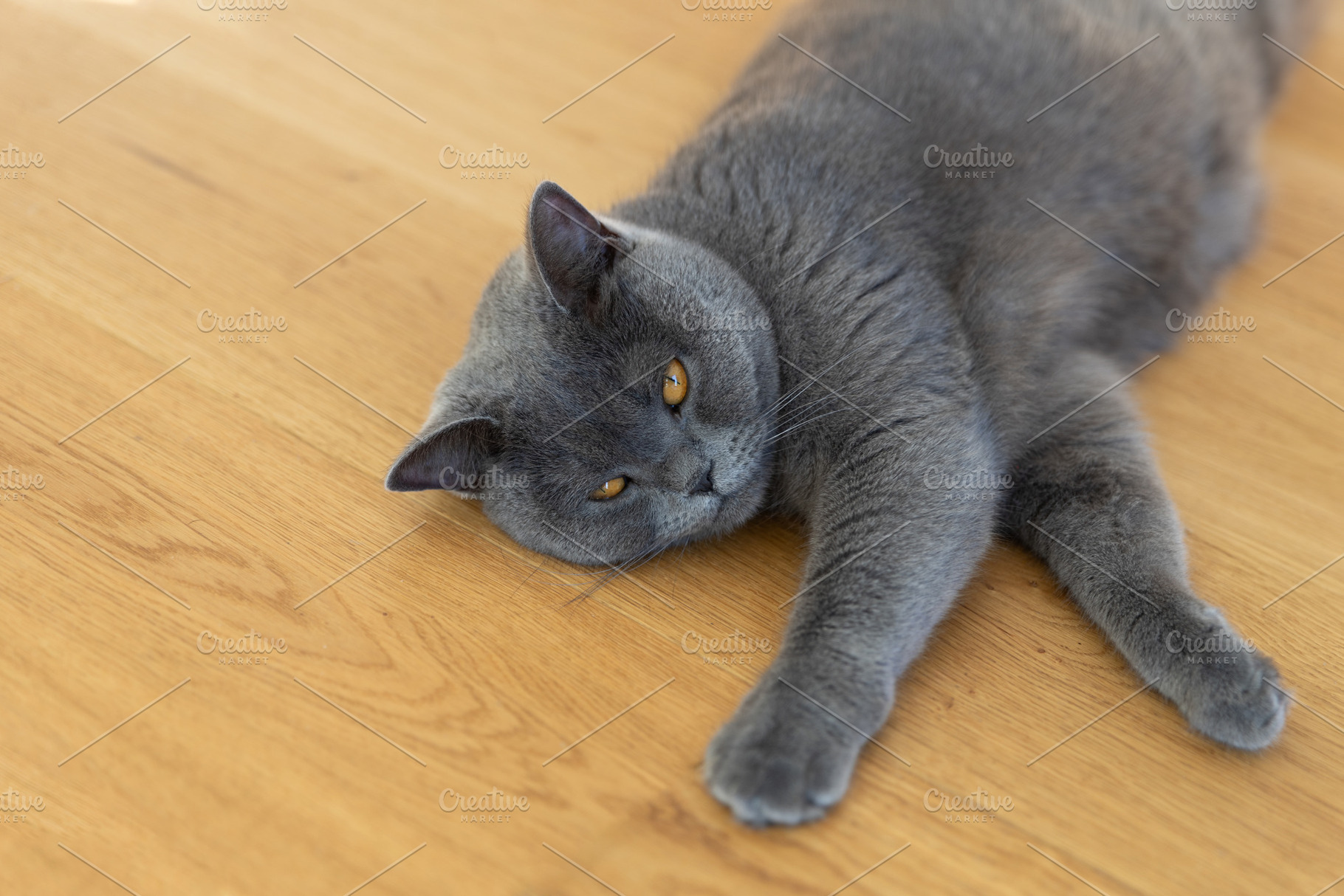 British shorthair blue cat with ambe, a Photo by Photo Kaminski
