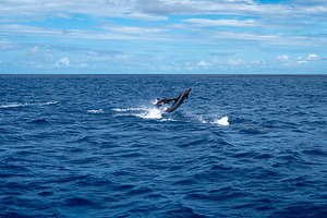 Dolphins jumping near Tahuata, Marquesas Islands, French Polynes, an Animal Photo by GoodGoods