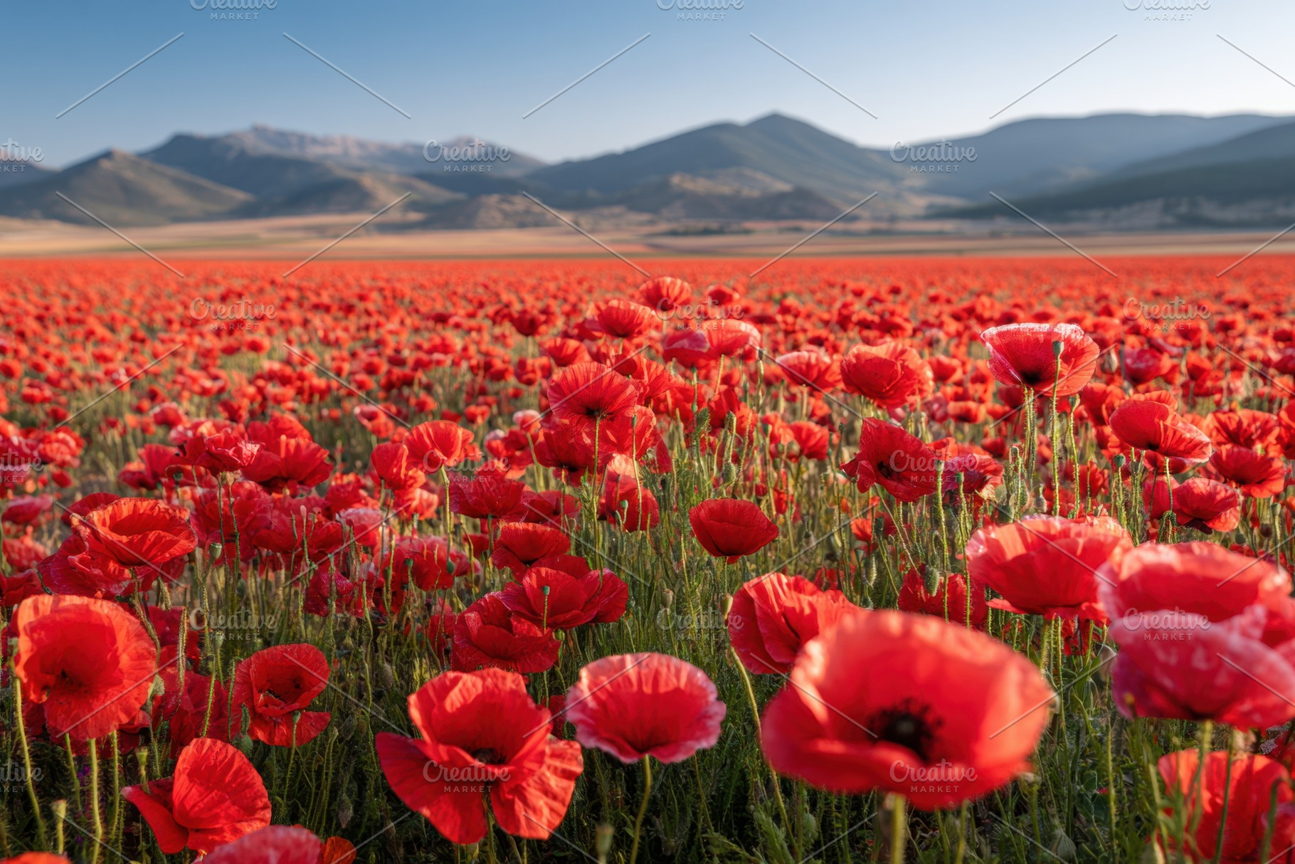 Beautiful red poppy field, a Nature Photo by AlyaAnd
