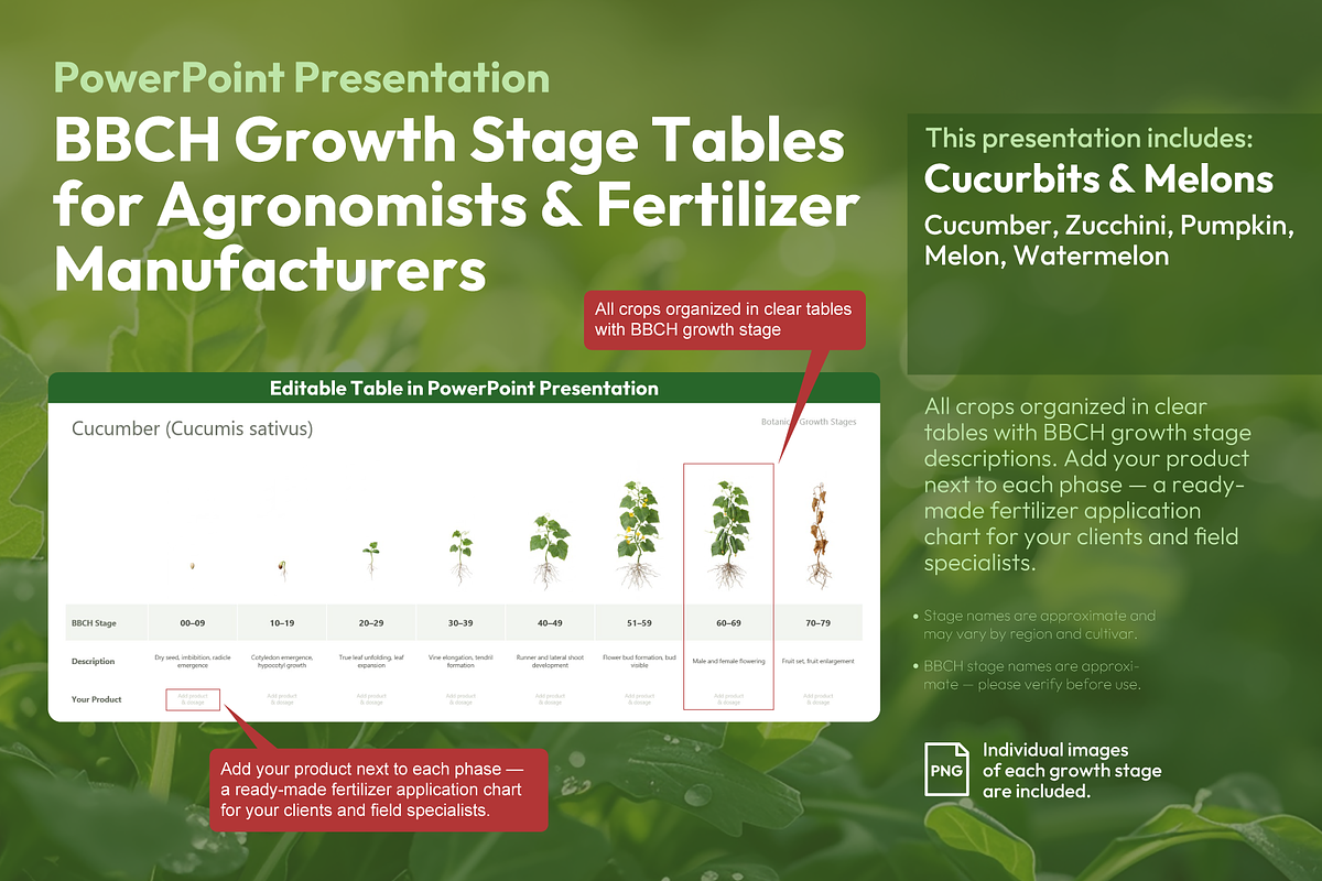 BBCH Growth Stages Cucurbits, a Presentation Template by Ilia Design (Photo 1 of 6)