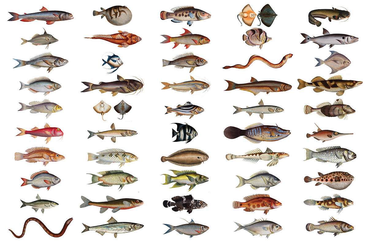 500+ Vintage Fish Illustrations, an Illustration by Dene Studios (Photo 8 of 15)