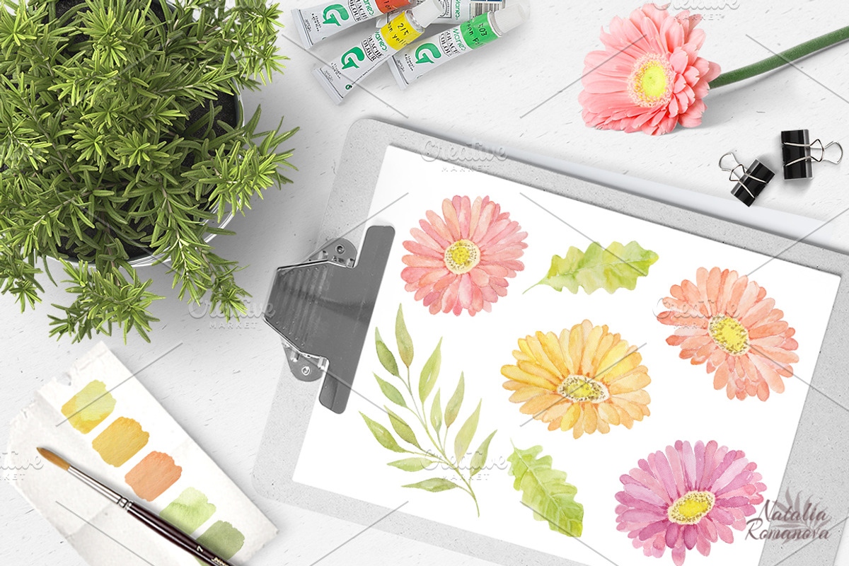 Watercolor set of gerbera flowers, a Decorative Illustration by BrushArtDesigns (Photo 2 of 9)