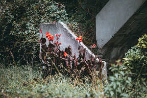 Red flowers by old concrete stairs, a Nature Photo by SkyNext