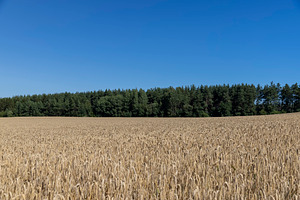 a field with a wheat crop in hot summer weather, a monocultural field with yell, a Photo by rsoollAI