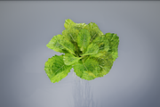 lettuce grean, a Food & Drink 3D Model by AndrewWhite (Thumbnail 14 of 16)