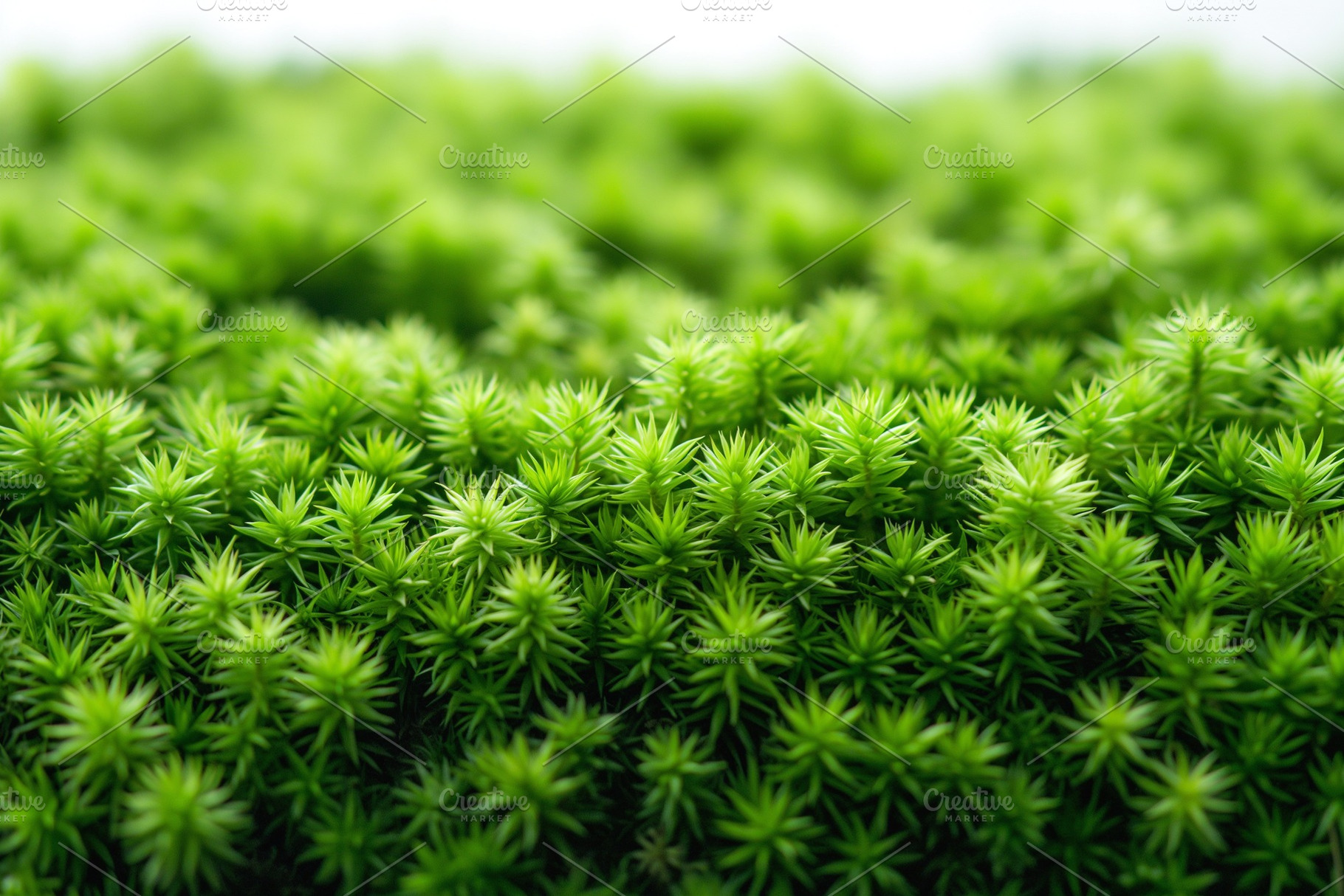 Close-up of vibrant green moss, showcasing its intricate texture and lush vibra, a Background Photo by ImageMir