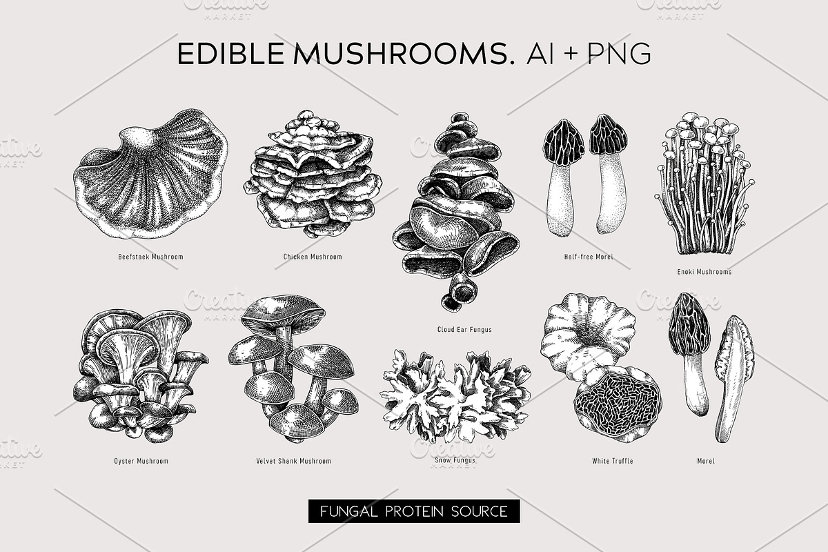 Mushrooms Vector Illustration Set, an Object Illustration by Yevheniia (Photo 3 of 14)