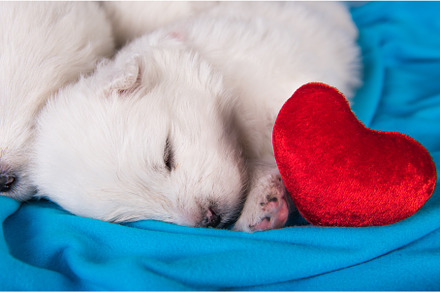 White fluffy small Samoyed puppies, an Animal Photo by COLORFUL