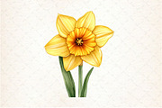 Daffodil Flower Bloom Clipart, an Illustration by Rose Art (Thumbnail 3 of 6)