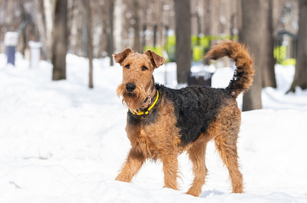 Welsh terrier on white snow, an Animal Photo by AlexBush