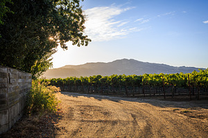 A Napa Valley vineyard at sunset