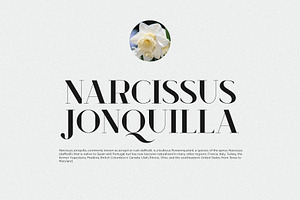 Jonquil - Classic & Modern Serif